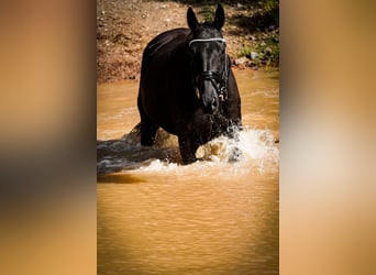 Sonstige Rassen, Stute, 5 Jahre, 160 cm, Rappe