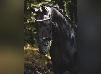 Sonstige Rassen, Stute, 5 Jahre, 160 cm, Rappe