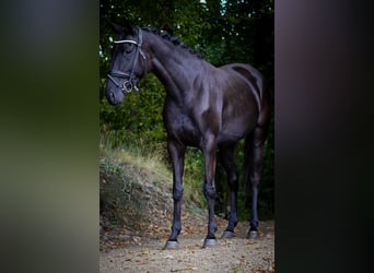 Sonstige Rassen, Stute, 5 Jahre, 160 cm, Rappe