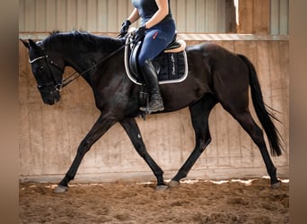 Sonstige Rassen, Stute, 5 Jahre, 160 cm, Rappe