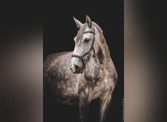 Sonstige Rassen, Stute, 5 Jahre, 160 cm, Schimmel