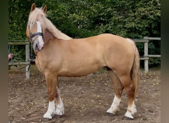 Sonstige Rassen, Stute, 5 Jahre, 162 cm, Fuchs