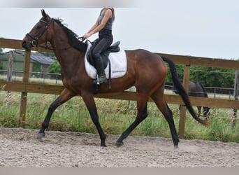 Sonstige Rassen, Stute, 5 Jahre, 163 cm, Brauner