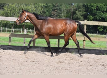 Sonstige Rassen, Stute, 5 Jahre, 163 cm, Brauner