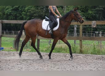 Sonstige Rassen, Stute, 5 Jahre, 163 cm, Brauner