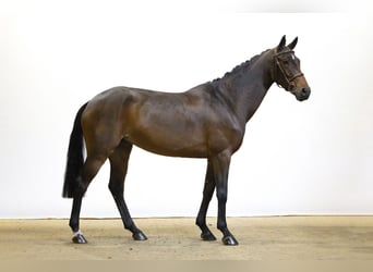 Sonstige Rassen, Stute, 5 Jahre, 163 cm, Brauner