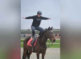 Sonstige Rassen, Stute, 5 Jahre, 163 cm, Dunkelbrauner