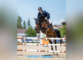 Sonstige Rassen, Stute, 5 Jahre, 165 cm, Rotbrauner