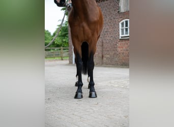 Sonstige Rassen, Stute, 5 Jahre, 166 cm, Fuchs