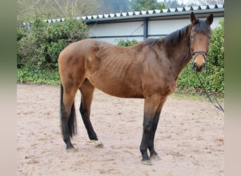 Sonstige Rassen, Stute, 5 Jahre, 167 cm, Brauner