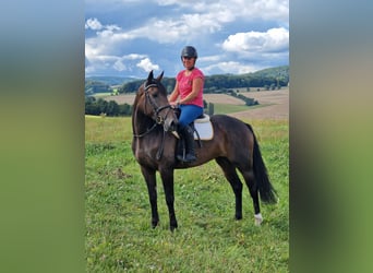 Sonstige Rassen Mix, Stute, 5 Jahre, 168 cm, Dunkelbrauner