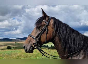 Sonstige Rassen Mix, Stute, 5 Jahre, 168 cm, Dunkelbrauner