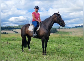 Sonstige Rassen Mix, Stute, 5 Jahre, 168 cm, Dunkelbrauner