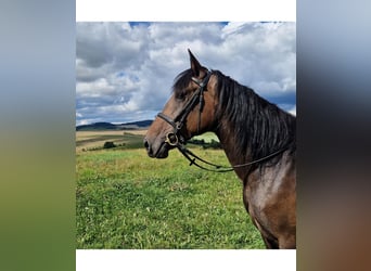 Sonstige Rassen Mix, Stute, 5 Jahre, 168 cm, Dunkelbrauner