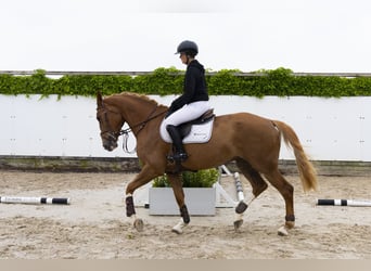 Sonstige Rassen, Stute, 5 Jahre, 172 cm, Fuchs