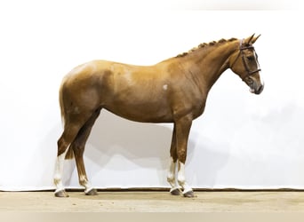 Sonstige Rassen, Stute, 5 Jahre, 172 cm, Fuchs