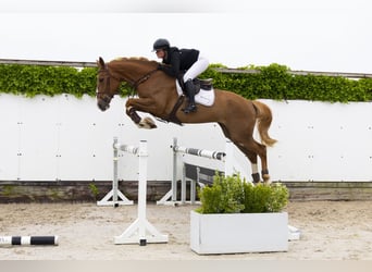 Sonstige Rassen, Stute, 5 Jahre, 172 cm, Fuchs