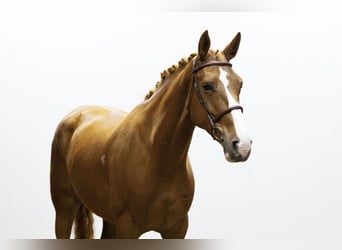 Sonstige Rassen, Stute, 5 Jahre, 172 cm, Fuchs