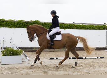 Sonstige Rassen, Stute, 5 Jahre, 172 cm, Fuchs