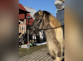 Sonstige Rassen Mix, Stute, 6 Jahre, 125 cm, Schecke