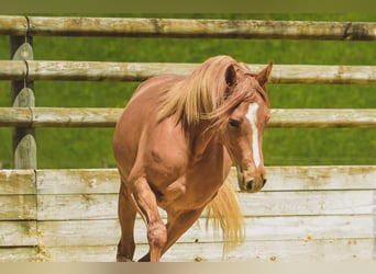 Sonstige Rassen, Stute, 6 Jahre, 147 cm, Fuchs