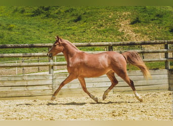 Sonstige Rassen, Stute, 6 Jahre, 147 cm, Fuchs