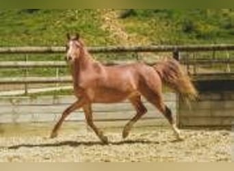 Sonstige Rassen, Stute, 6 Jahre, 147 cm, Fuchs