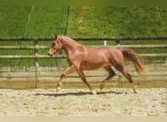 Sonstige Rassen, Stute, 6 Jahre, 147 cm, Fuchs