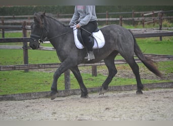 Sonstige Rassen, Stute, 6 Jahre, 147 cm, Rappschimmel