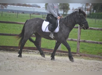 Sonstige Rassen, Stute, 6 Jahre, 147 cm, Rappschimmel