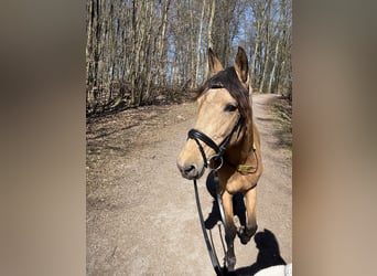 Sonstige Rassen, Stute, 6 Jahre, 150 cm, Falbe