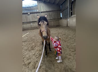 Sonstige Rassen, Stute, 6 Jahre, 150 cm, Falbe