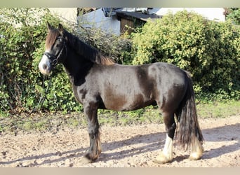 Sonstige Rassen, Stute, 6 Jahre, 150 cm, Rappe