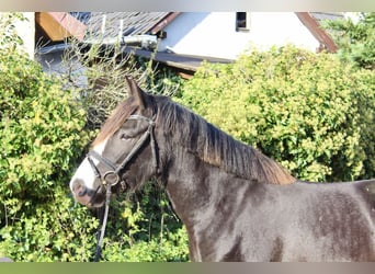 Sonstige Rassen, Stute, 6 Jahre, 150 cm, Rappe