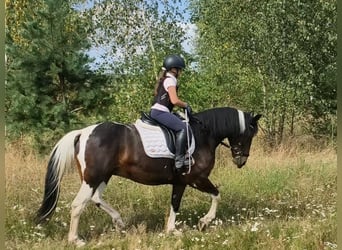 Sonstige Rassen, Stute, 6 Jahre, 150 cm, Schecke