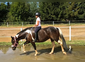 Sonstige Rassen, Stute, 6 Jahre, 150 cm, Schecke