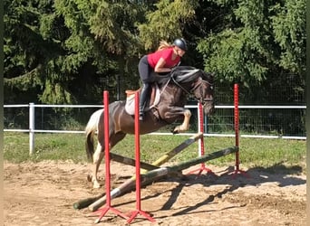 Sonstige Rassen, Stute, 6 Jahre, 150 cm, Schecke