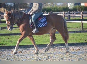 Sonstige Rassen, Stute, 6 Jahre, 152 cm, Fuchs