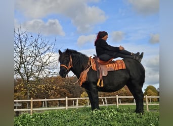 Sonstige Rassen, Stute, 6 Jahre, 152 cm, Rappe