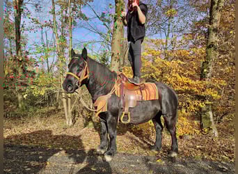 Sonstige Rassen, Stute, 6 Jahre, 152 cm, Rappe