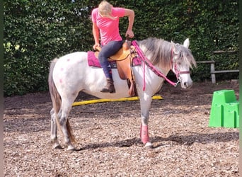 Sonstige Rassen, Stute, 6 Jahre, 153 cm, Apfelschimmel