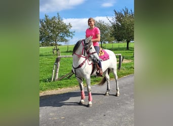 Sonstige Rassen, Stute, 6 Jahre, 153 cm, Apfelschimmel