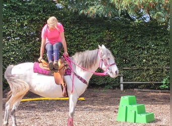 Sonstige Rassen, Stute, 6 Jahre, 153 cm, Apfelschimmel