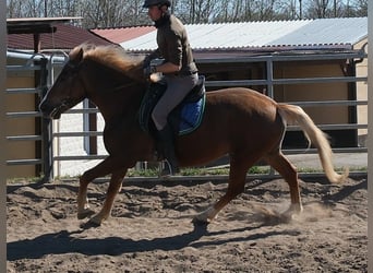 Sonstige Rassen, Stute, 6 Jahre, 153 cm, Dunkelfuchs