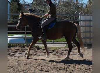 Sonstige Rassen, Stute, 6 Jahre, 153 cm, Dunkelfuchs