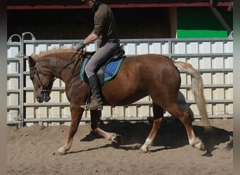 Sonstige Rassen, Stute, 6 Jahre, 153 cm, Dunkelfuchs
