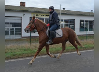 Sonstige Rassen, Stute, 6 Jahre, 153 cm, Fuchs