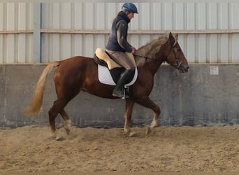 Sonstige Rassen, Stute, 6 Jahre, 153 cm, Fuchs