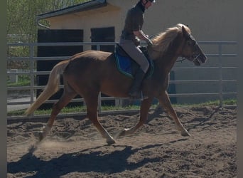 Sonstige Rassen, Stute, 6 Jahre, 153 cm, Fuchs