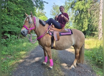 Sonstige Rassen, Stute, 6 Jahre, 155 cm, Brauner